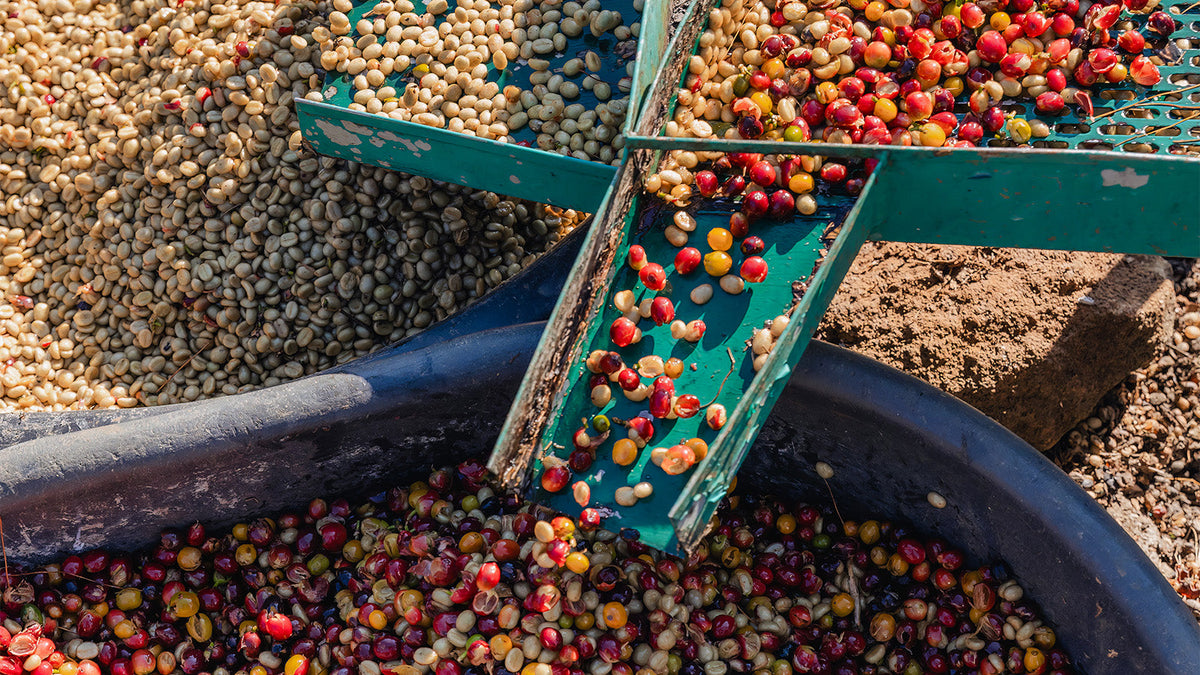 What is Specialty Coffee?